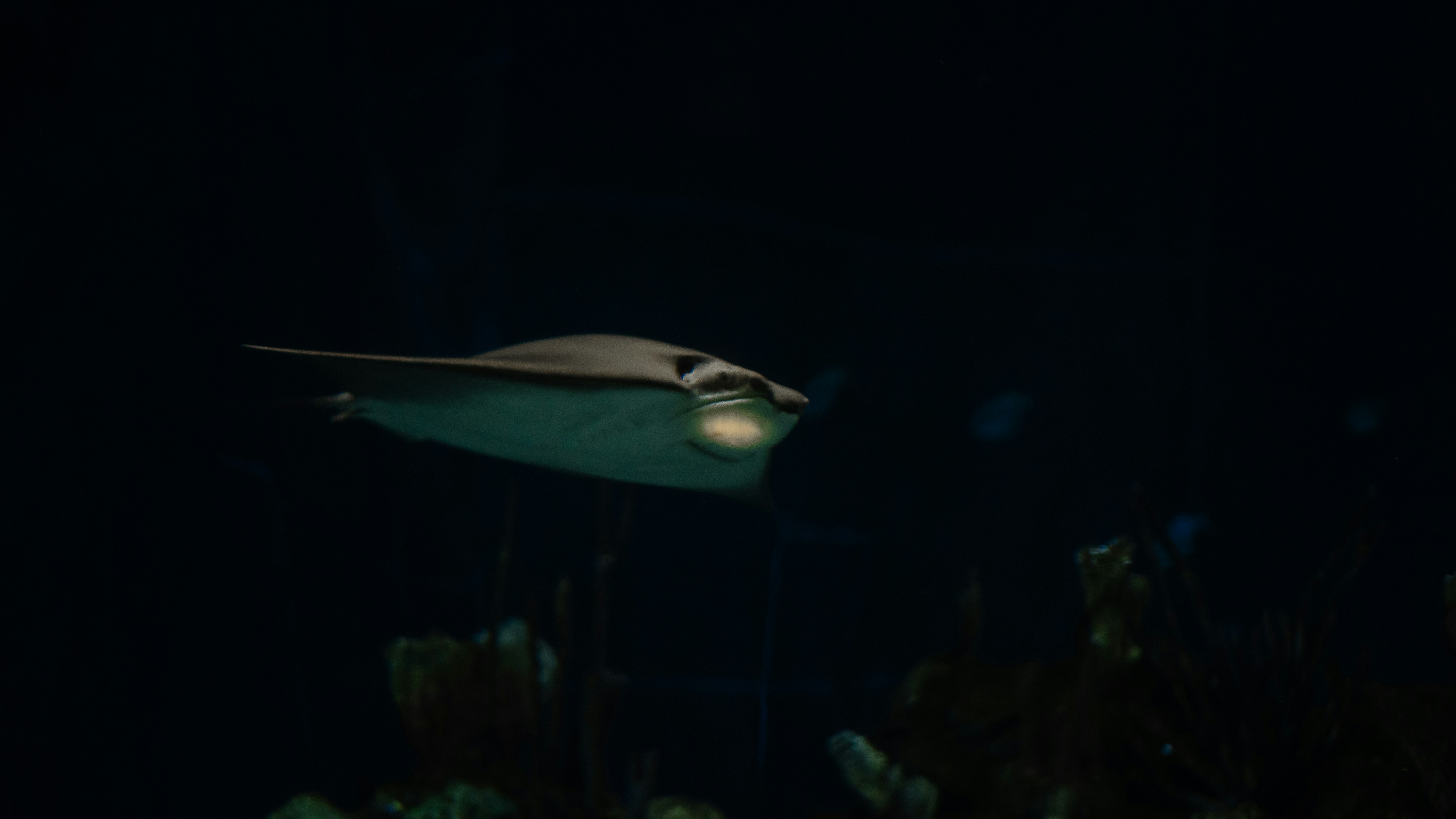 a large fish swimming in the dark water