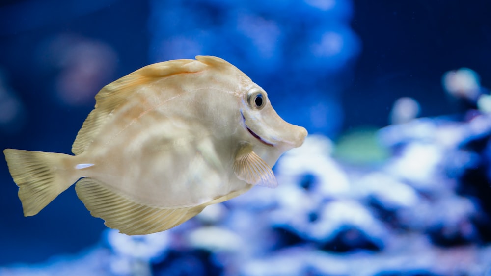 a close up of a fish in an aquarium