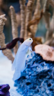 A white fish is swimming near a coral reef with various marine plants and rocks in the background. The scene appears to be underwater, showcasing a vibrant aquatic environment.