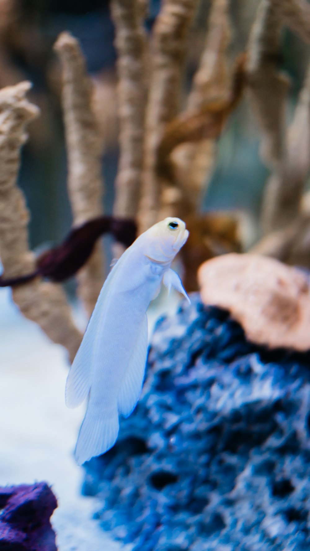 a white fish is swimming in an aquarium