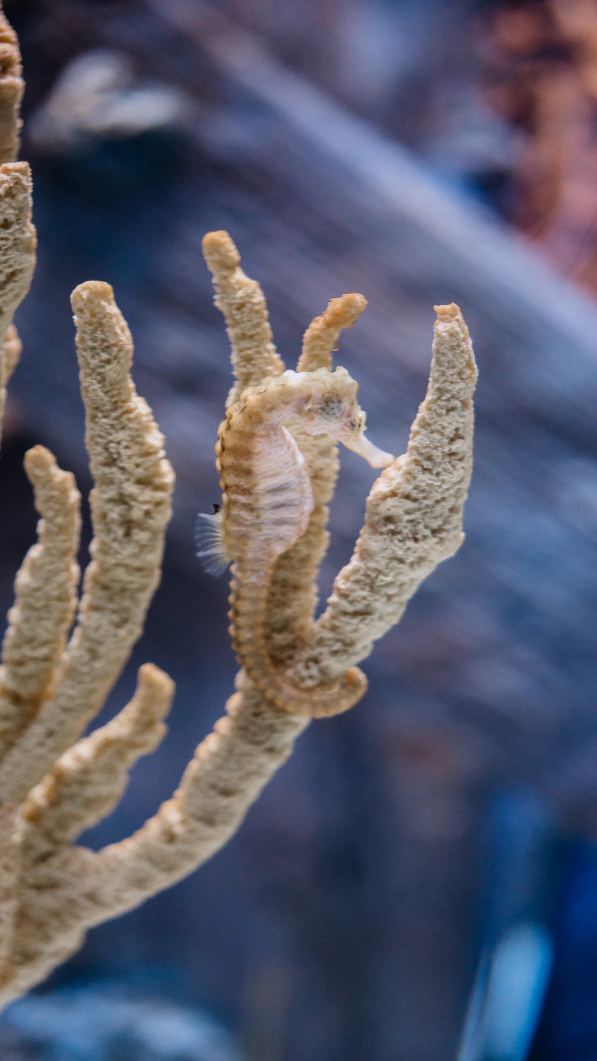 Close-up of a delicate seahorse clinging to a swaying piece of seaweed in a serene blue ocean background.
