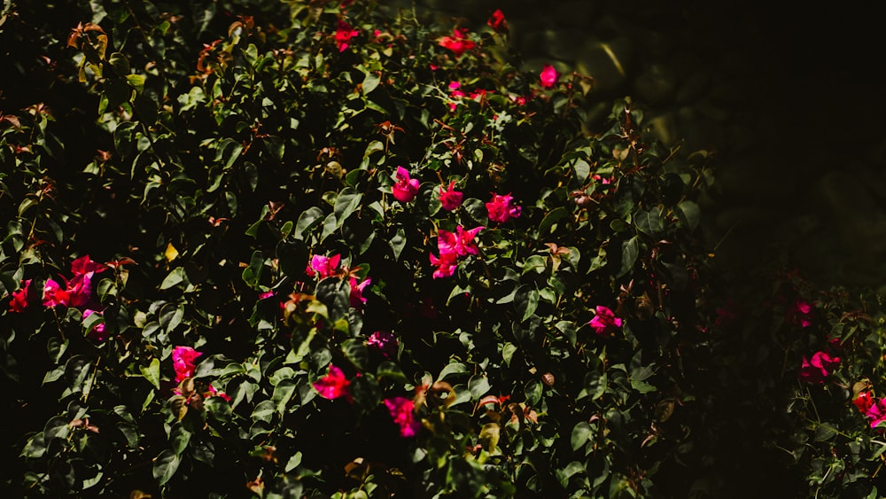 a bush of pink flowers with green leaves