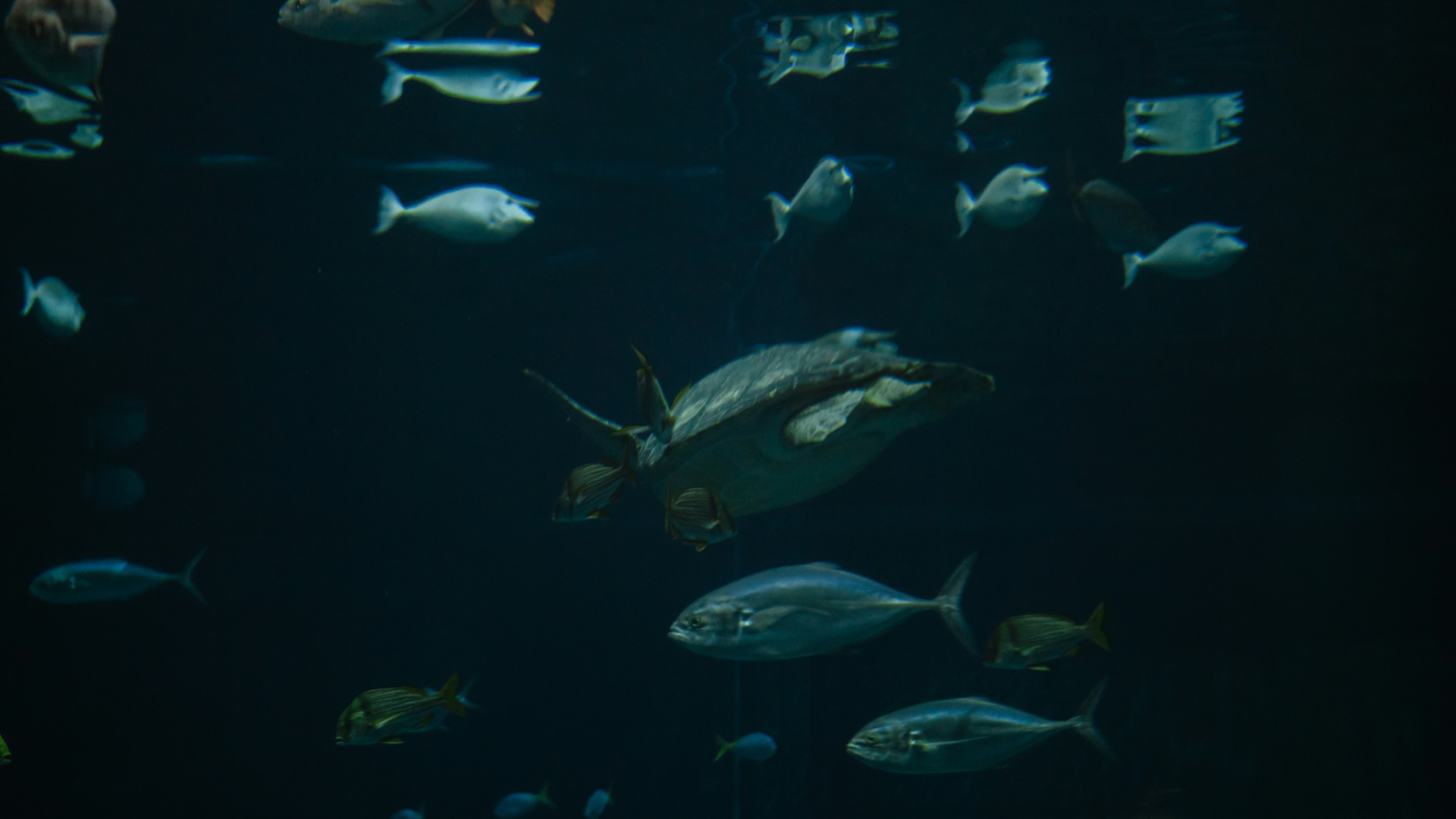 a large aquarium filled with lots of different types of fish