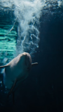Close-up of a dolphin swimming gracefully, symbolizing communication.