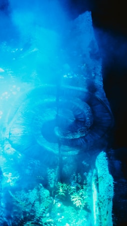 A large, fossil-like spiral structure illuminated by a blue light amidst foggy surroundings. Various plants are growing around the structure, with their details highlighted by the blue light. The scene has an ethereal and mysterious atmosphere, enhanced by the mist and unusual lighting.