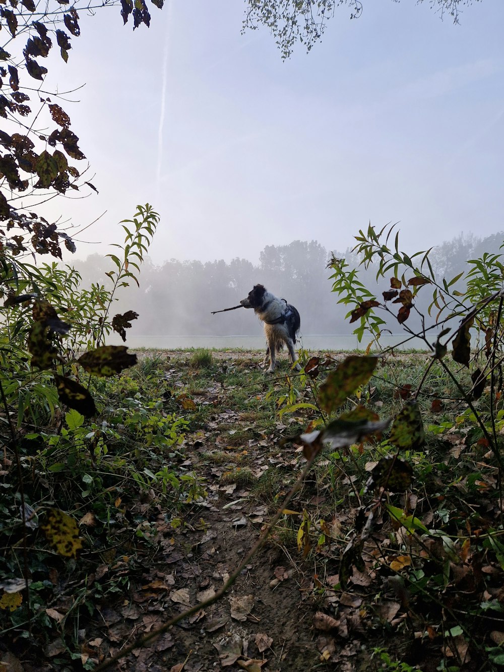 a dog standing in a field with a stick in it's mouth