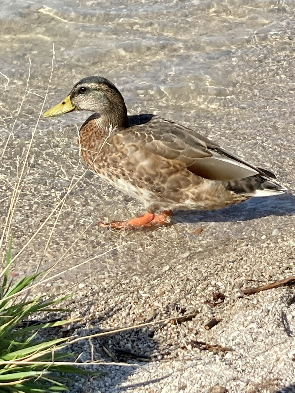 Un pato parado en una playa junto a un cuerpo de agua