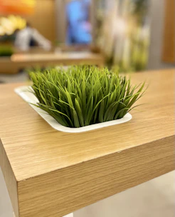 Close-up of elegant small desktop planters filled with lush greenery.