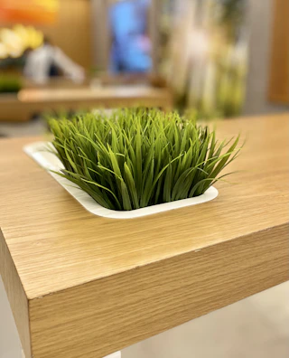 Close-up of a handcrafted wooden planter with delicate moss and tiny ferns.