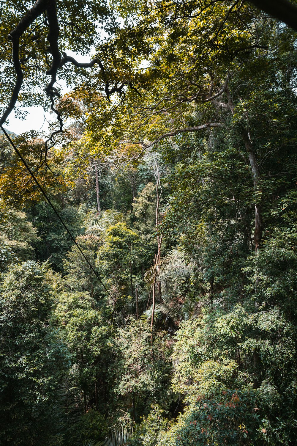 a lush green forest filled with lots of trees