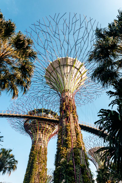 the top of the trees are covered with plants