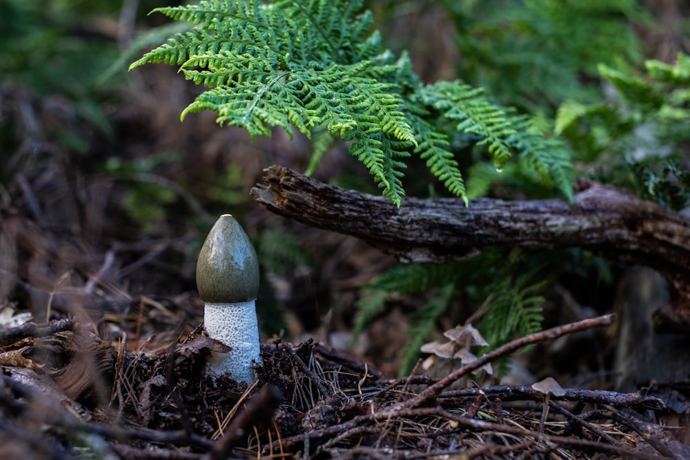 a small mushroom sitting in the middle of a forest