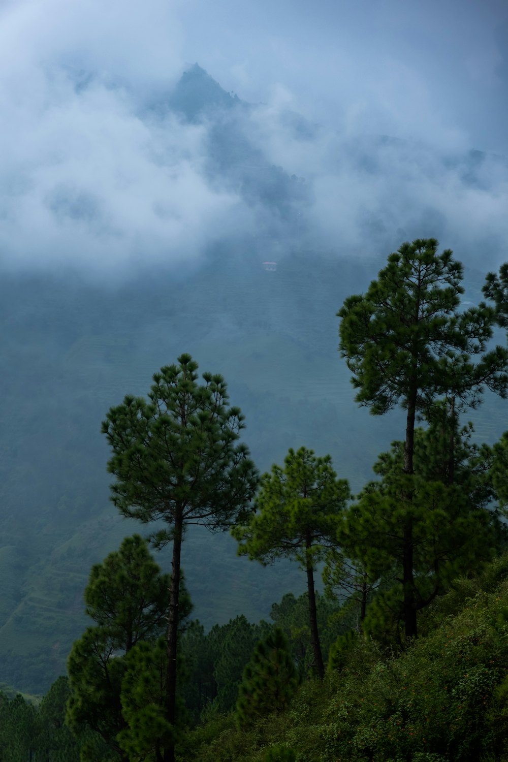 un groupe d’arbres sur une colline avec une montagne en arrière-plan