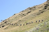 A group of hikers, equipped with backpacks, trekking up a grassy hillside on a clear, sunny day. The line of hikers follows a gentle slope along the hill, surrounded by sparse vegetation and rocky patches.