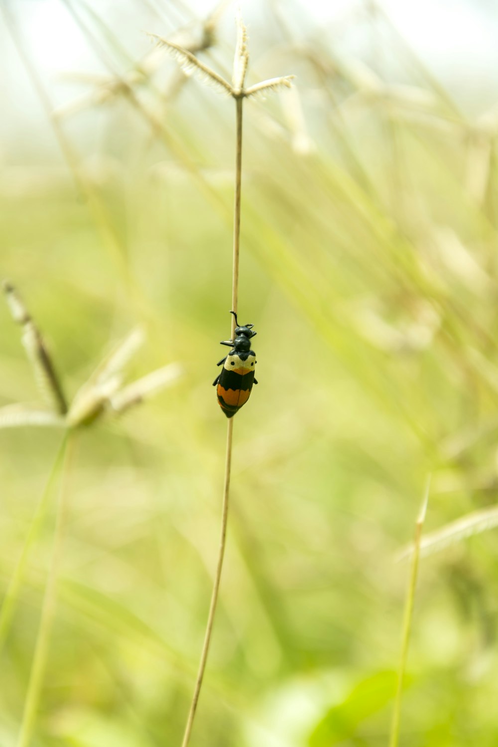 a lady bug sitting on top of a green plant