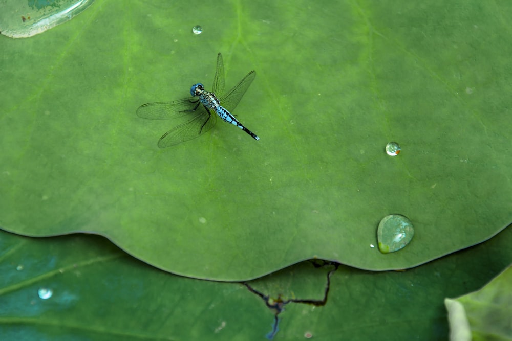 a blue dragonfly sitting on a green leaf