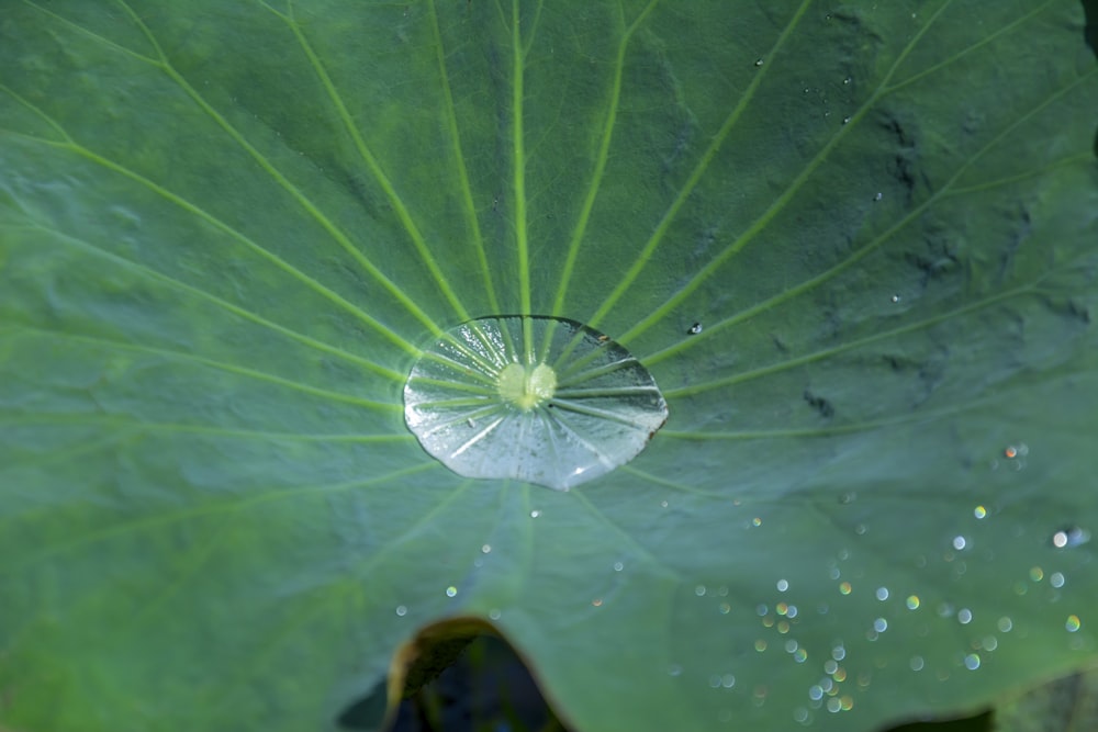 una gran hoja verde con gotas de agua