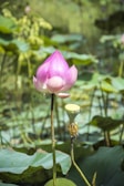 A vibrant pink lotus flower in bloom is prominently featured in the foreground, accompanied by a lotus seed pod on a slender green stem. The background is dominated by lush green leaves and a soft-focus natural setting, enhancing the serene and tranquil atmosphere.