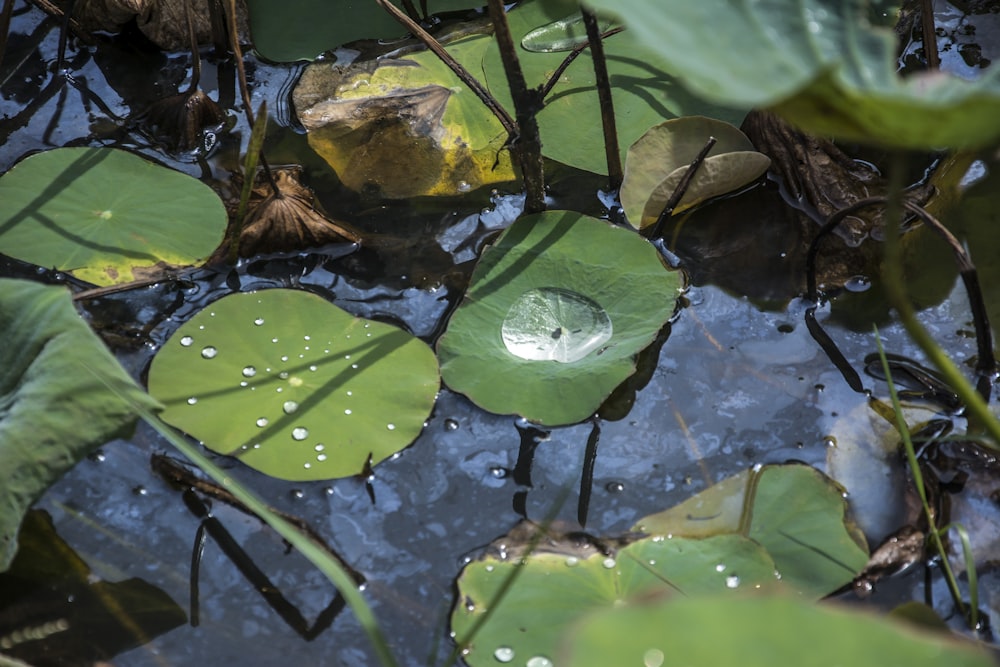 a group of water lilies floating on top of a body of water