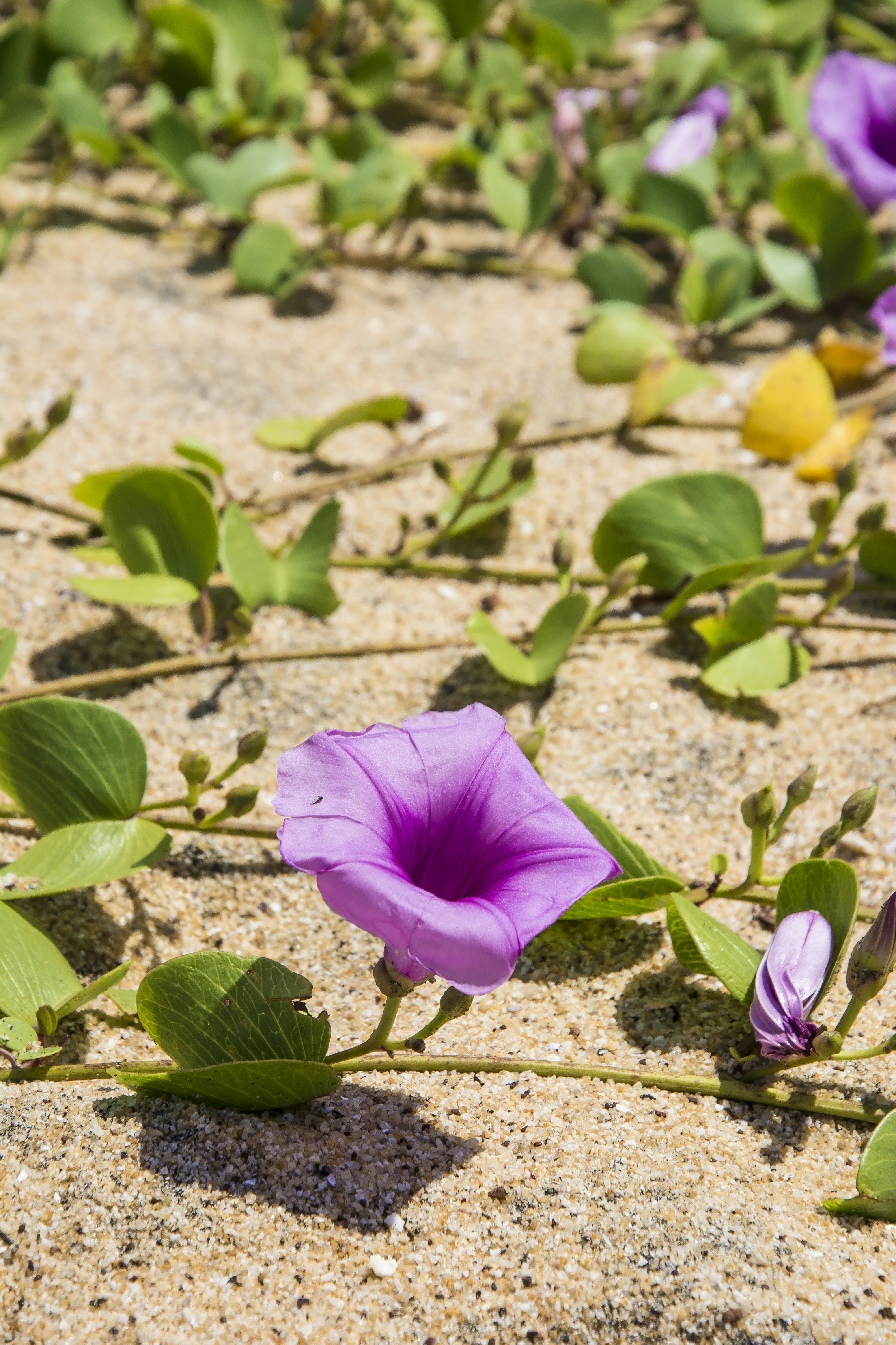 a purple flower sitting on top of a sandy beach