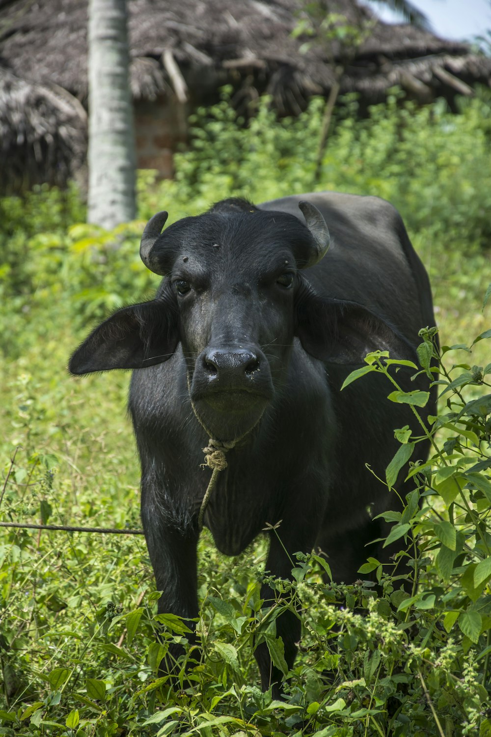 a black cow standing in a lush green field