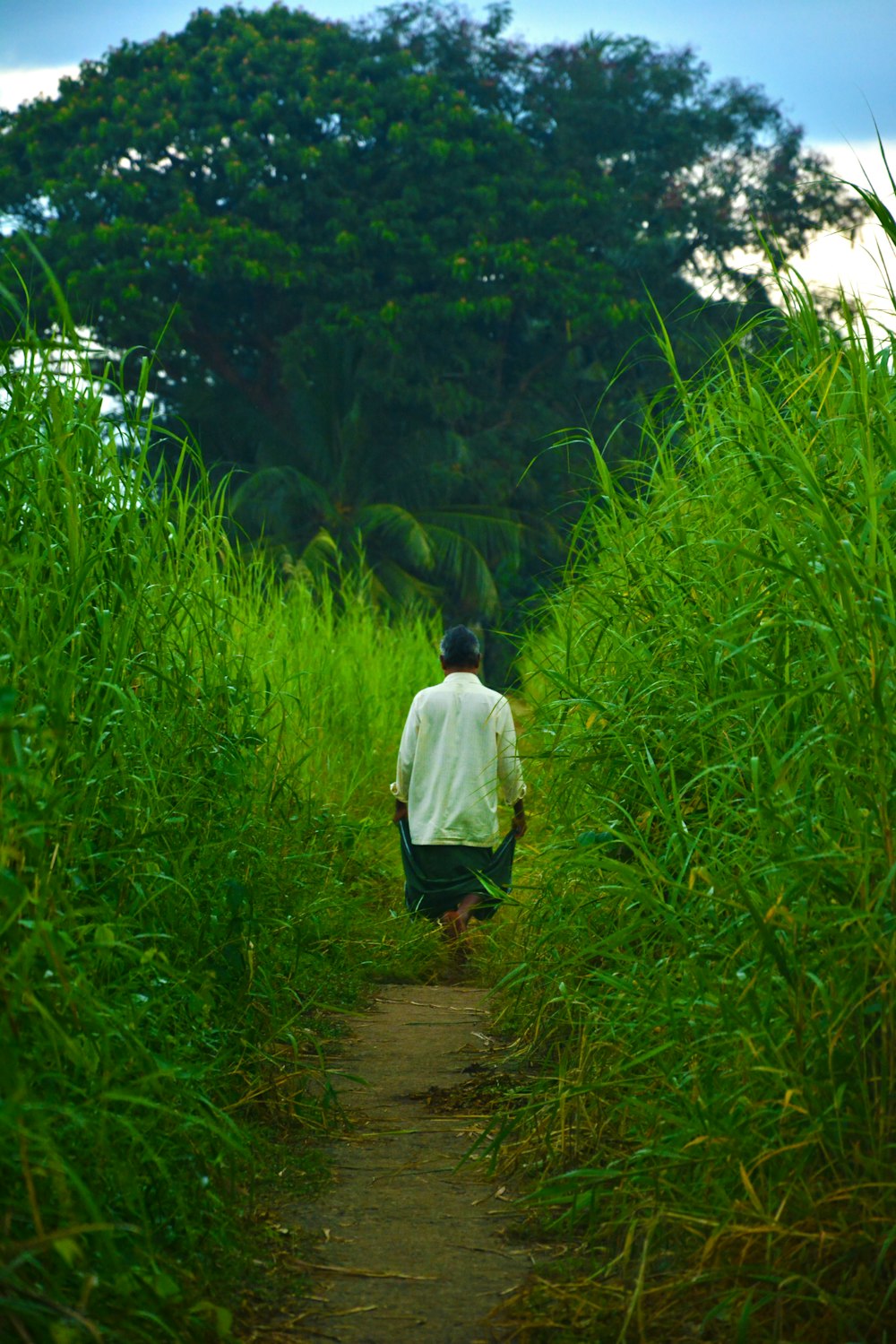 a man walking down a path through tall grass