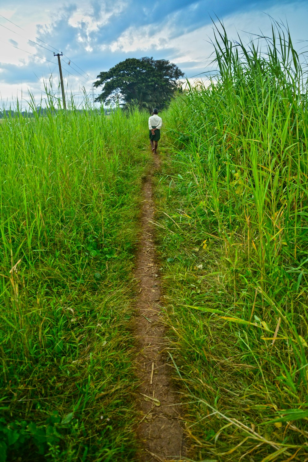 a person walking down a dirt path through tall grass