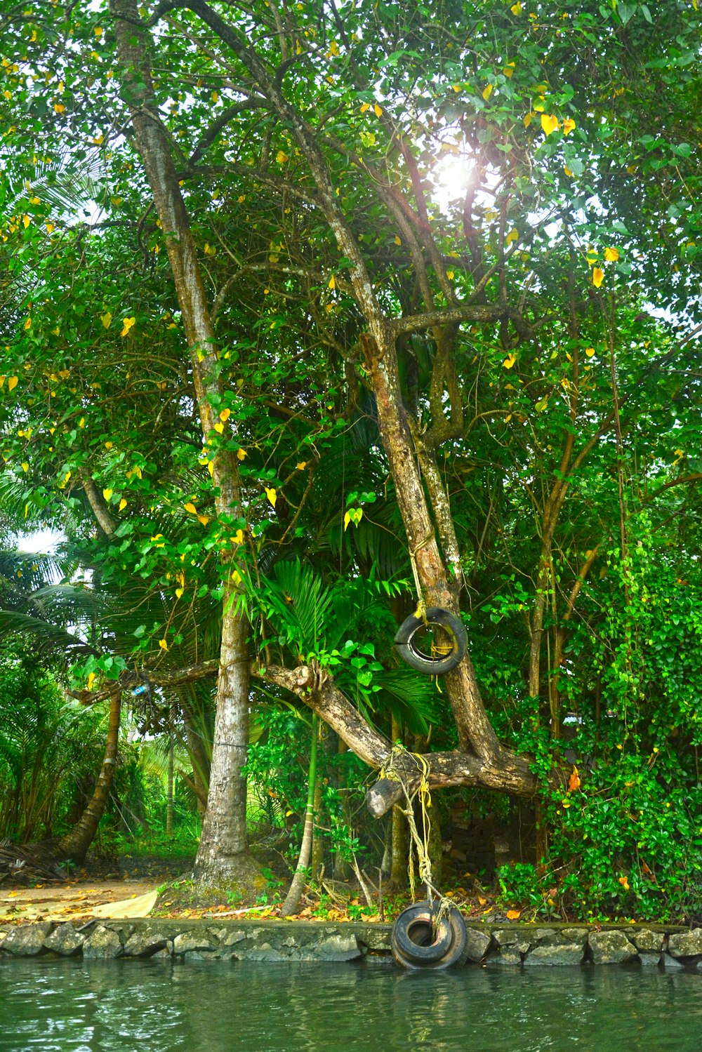 a tire hanging from a tree in the middle of a river