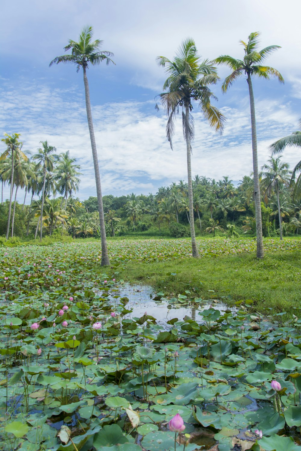 a pond filled with water lilies and palm trees