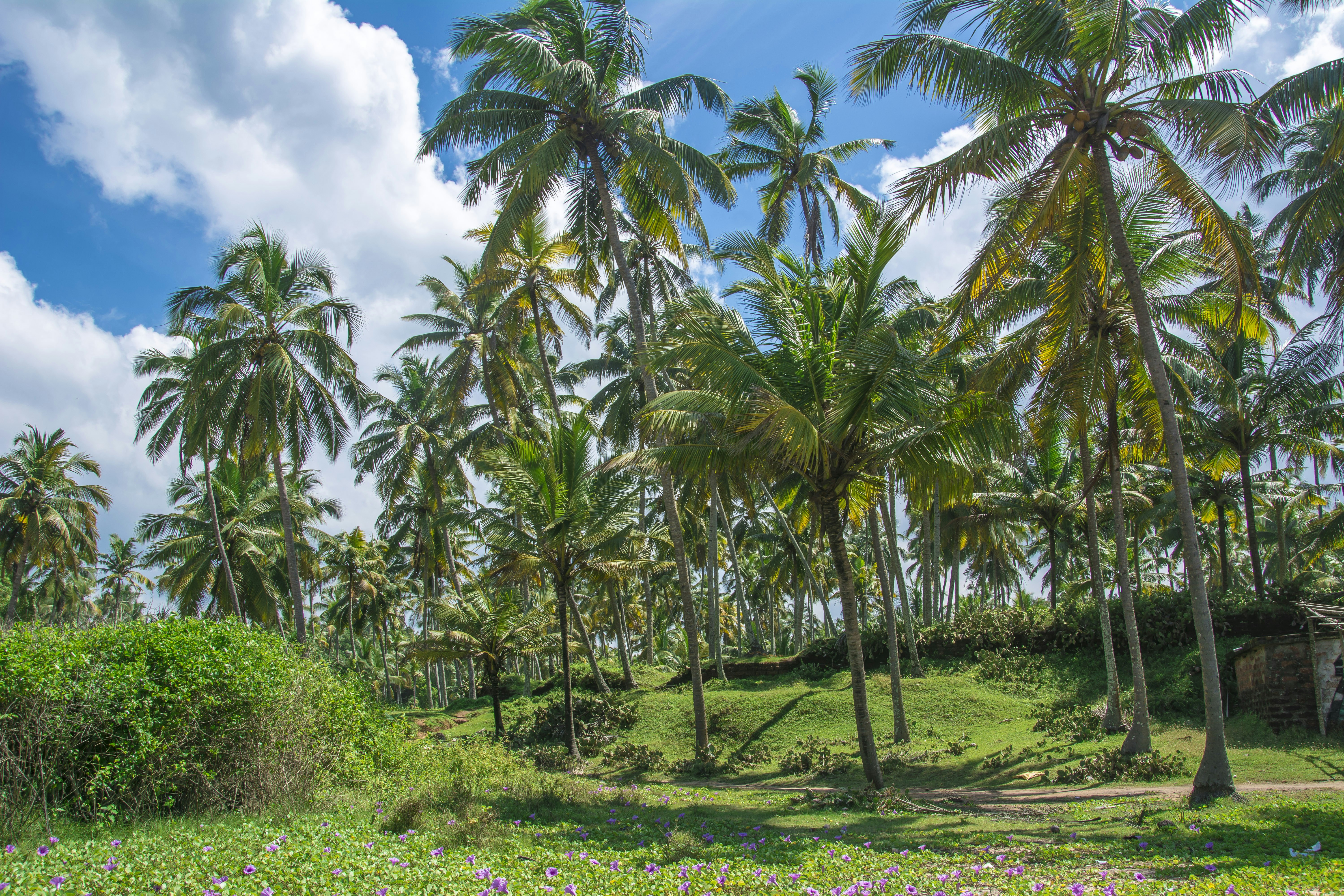 a lush green field with lots of palm trees