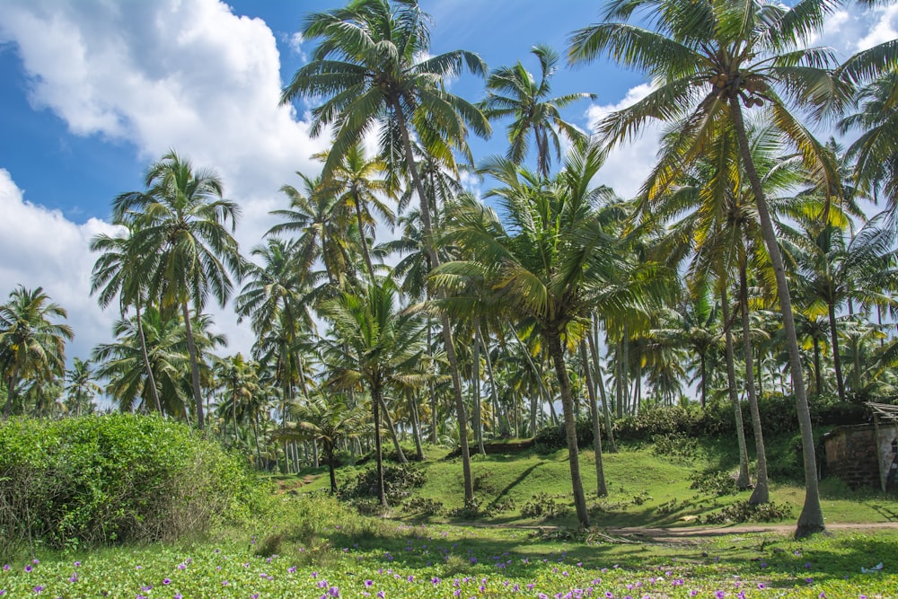 a lush green field with lots of palm trees