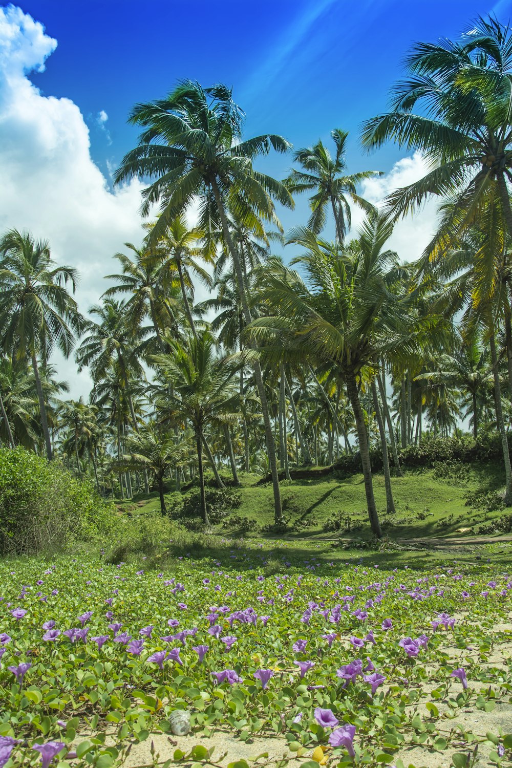 a lush green field with purple flowers and palm trees