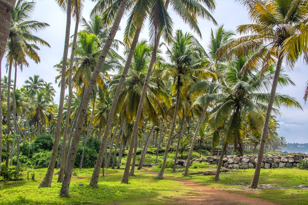 a dirt road surrounded by palm trees near the ocean