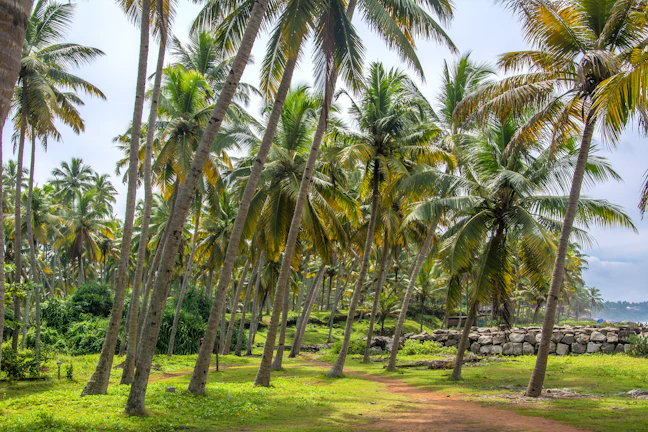3-Day Kerala Budget Itinerary: Travel for $8 a Day