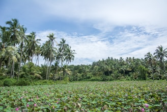 A vibrant landscape featuring a lush green field of blooming lotus plants, extending into the distance. Tall palm trees stand prominently against a backdrop of a bright blue sky with scattered clouds.
