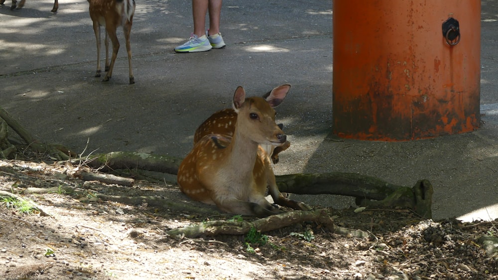 a deer laying on the ground next to a pole
