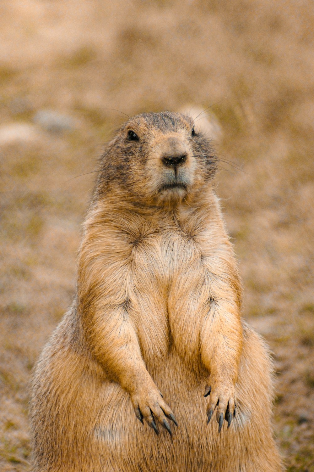 a brown and black animal standing on its hind legs