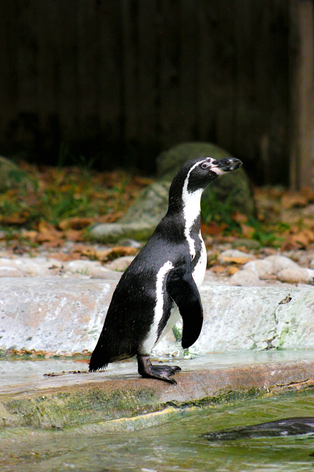 a penguin standing on a rock near a body of water