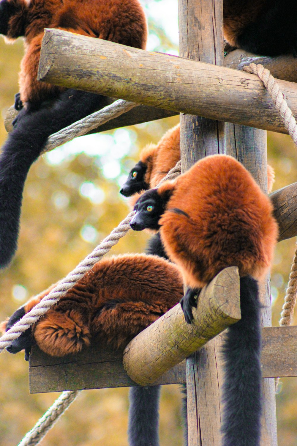 a group of red ruffed animals climbing up a wooden structure