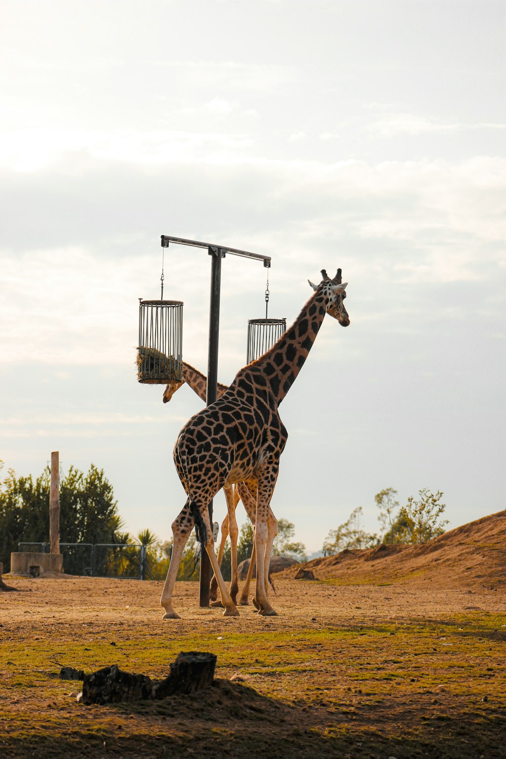 two giraffes are walking in a field