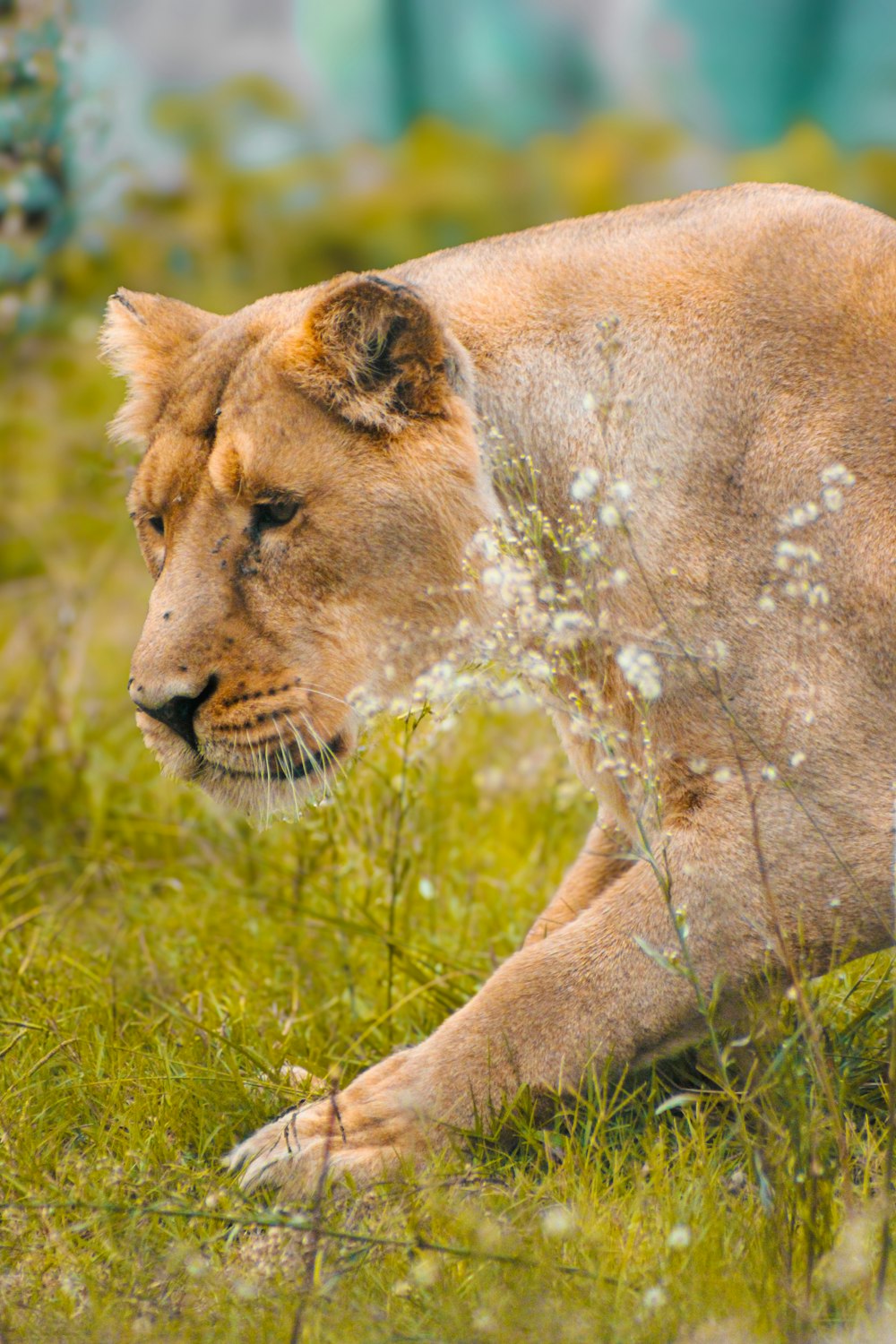 a close up of a lion in a field of grass