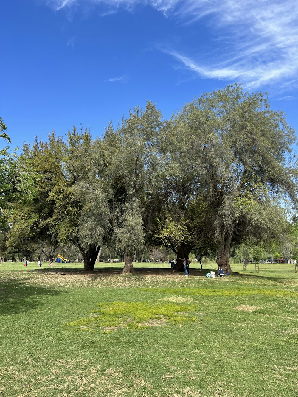 a couple of trees that are in the grass