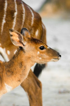 A young antelope with soft brown fur and distinct white stripe markings is seen in profile, standing against a blurred background. Its ears are perked up, and its eyes reflect curiosity and alertness.