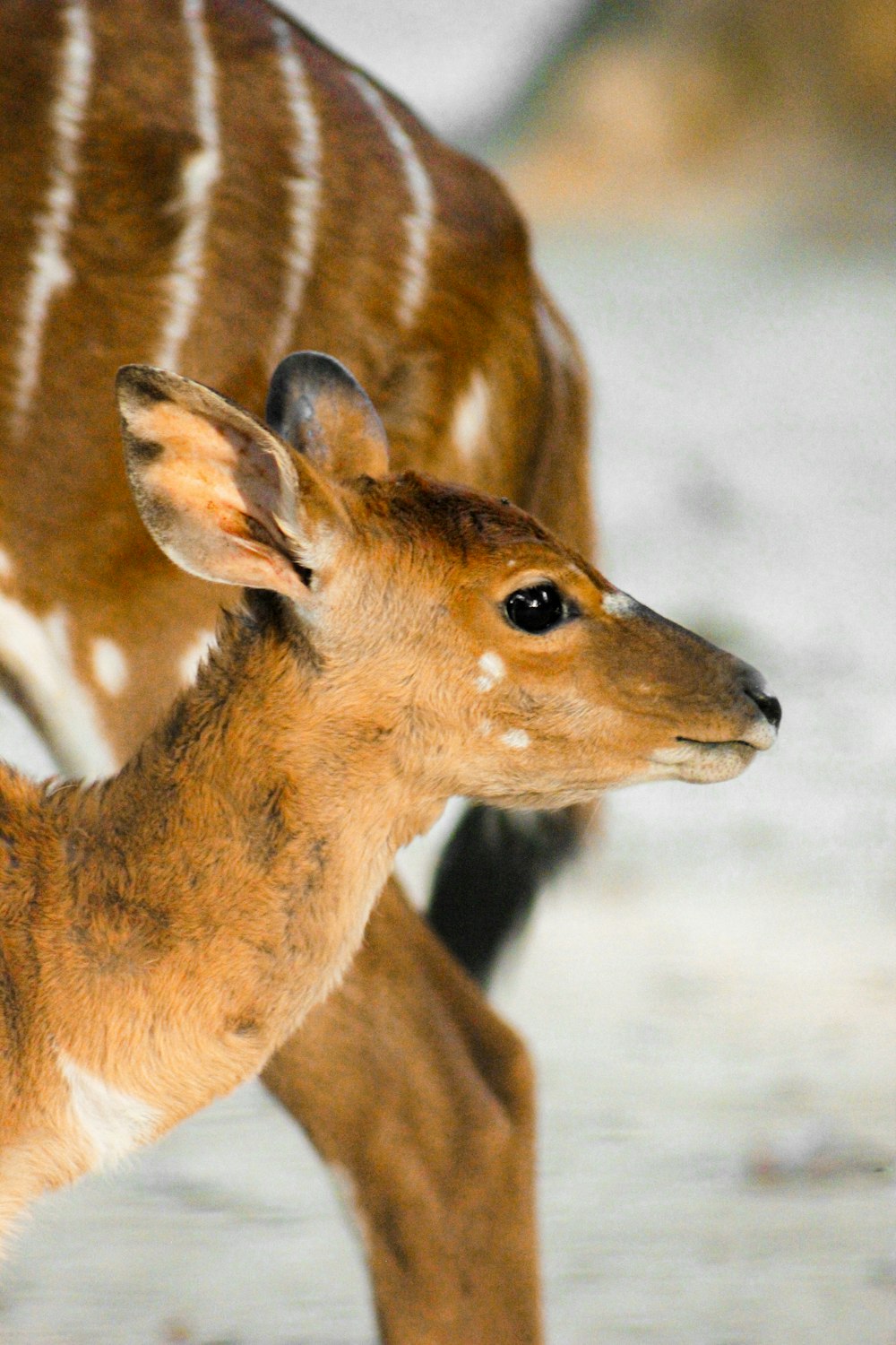 a baby deer standing next to an adult deer