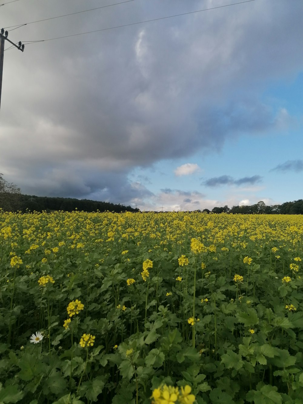 a field full of yellow flowers under a cloudy sky