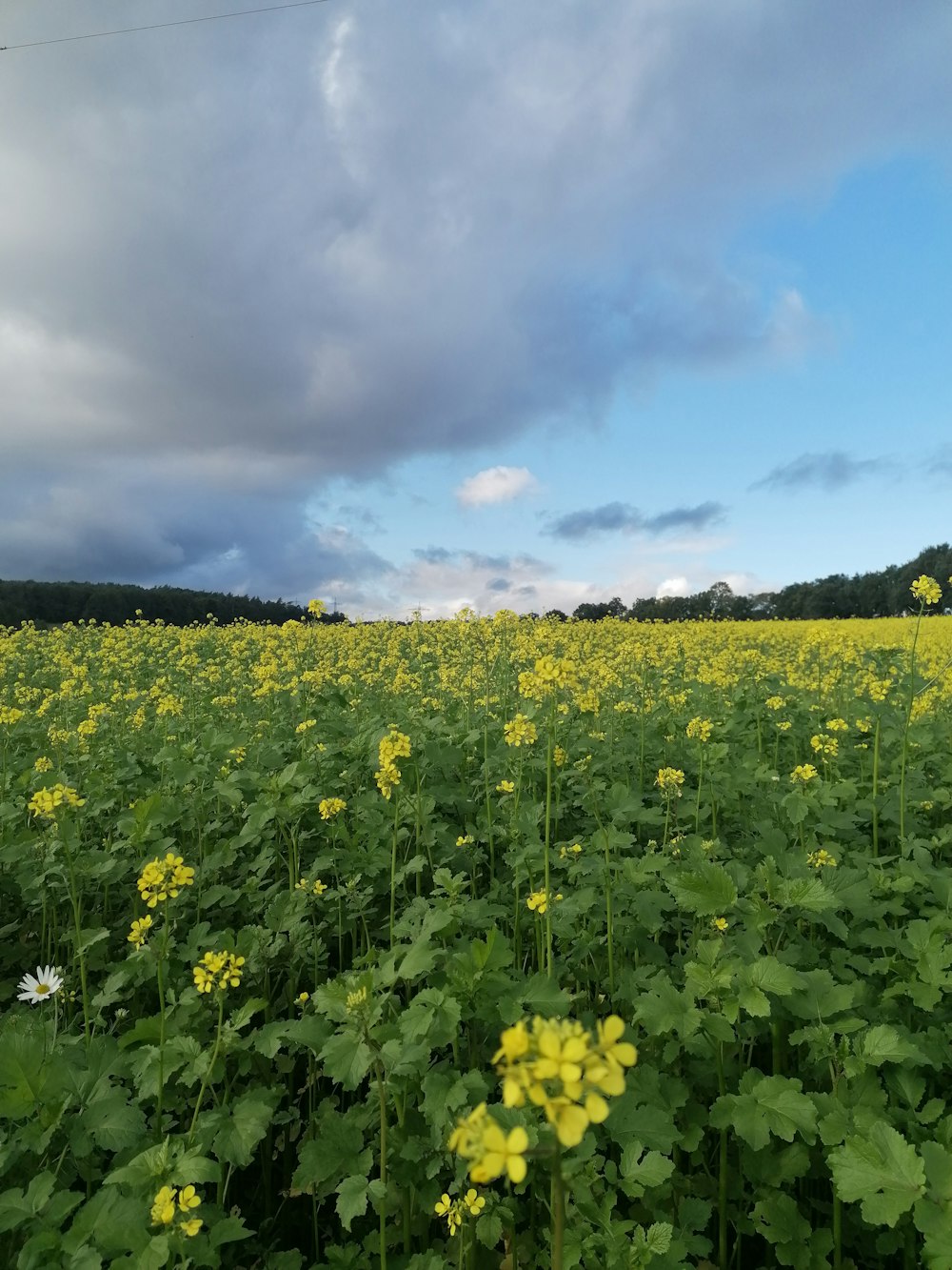 a field full of yellow flowers under a cloudy sky