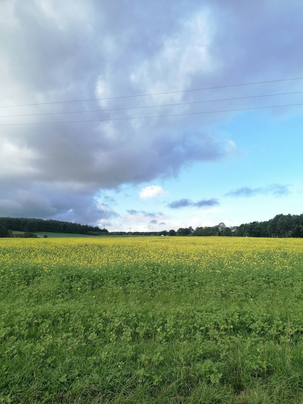 a large field of grass and yellow flowers under a cloudy sky