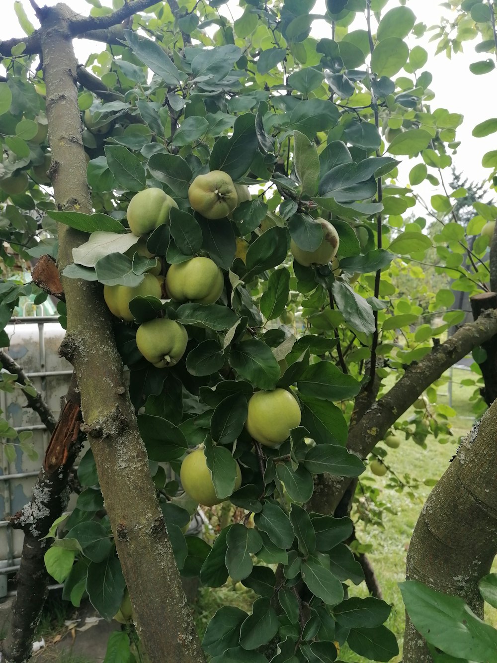 a bunch of green apples growing on a tree