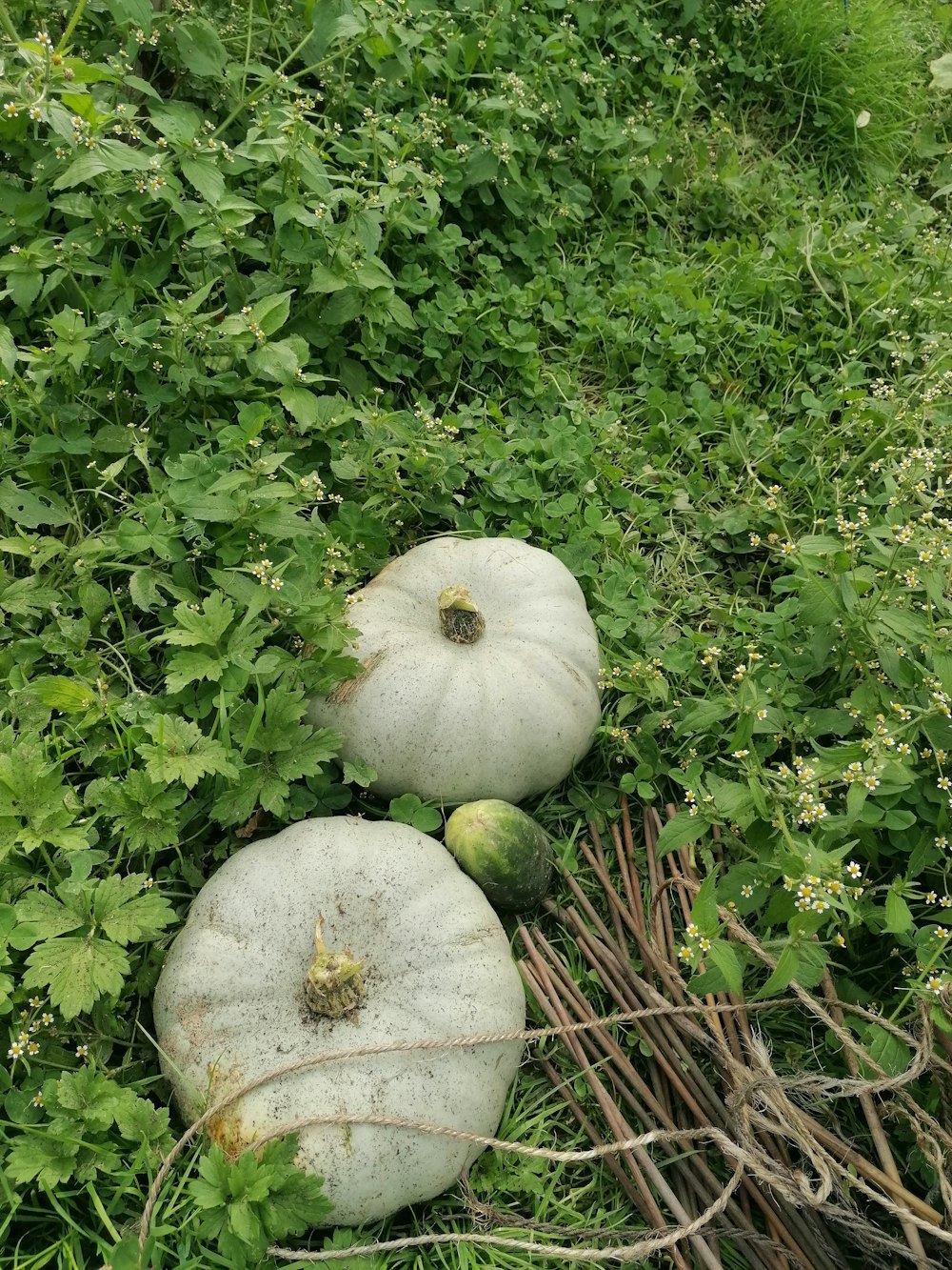a couple of white pumpkins sitting on top of a lush green field
