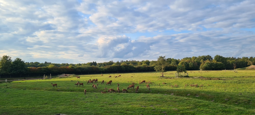 a herd of animals standing on top of a lush green field